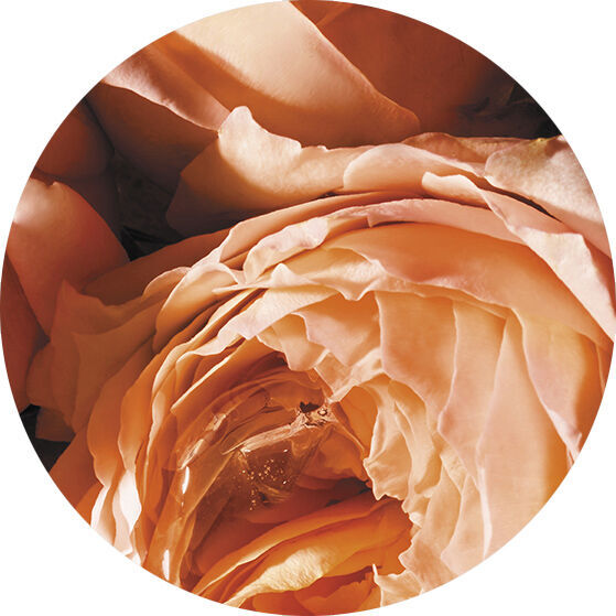 ROSA SENSUALE