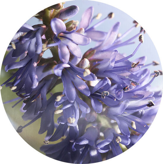PATCHOULI VIBRANTE