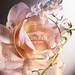 6AM ROSE
