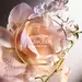 6AM ROSE