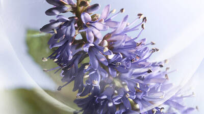 PATCHOULI VIBRANTE