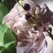 STORM & ROSES