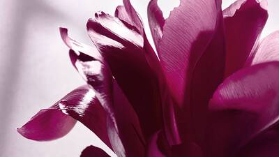 ESSENZA DI CUORE DI ROSA