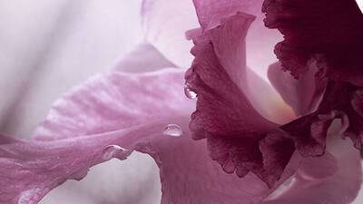 ORCHIDEA VANIGLIA TAHITENSIS