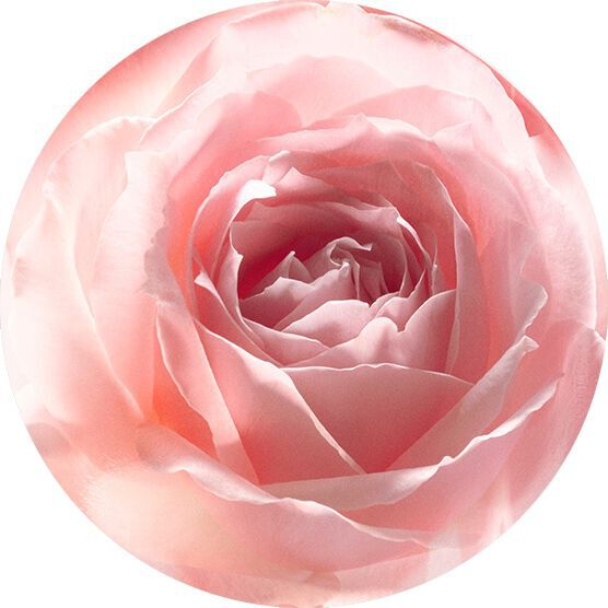 ESSENZA DI PETALI DI ROSA