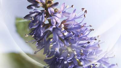 PATCHOULI VIBRANTE