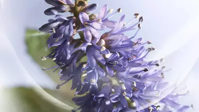 PATCHOULI VIBRANTE