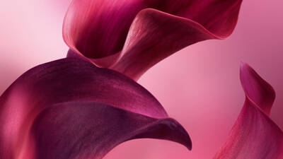 Due forme fluide, magenta intenso e rosse come petali, si curvano con eleganza su uno sfondo rosa sfumato.