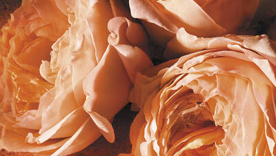 ROSA SENSUALE