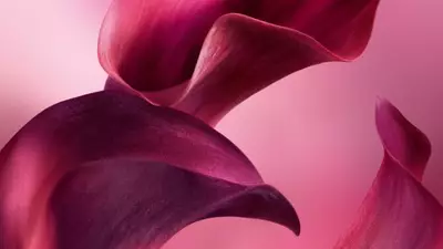 VELLUTATA ASSOLUTA DI FOGLIA DI VIOLETTA