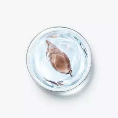 Ingrediente dell'estratto di boccioli di faggio