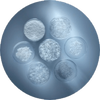A top-down view of six petri dishes containing different substances, ranging from crystalline powders to clear liquids, all set against a smooth, blue backdrop.