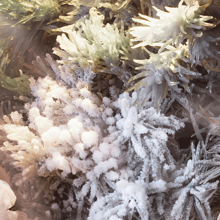 Ghiaccio e vegetazione invernale, con cristalli di ghiaccio che decorano muschi e piante nel freddo.