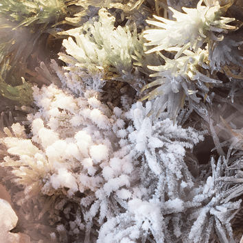 Ghiaccio e vegetazione invernale, con cristalli di ghiaccio che decorano muschi e piante nel freddo.