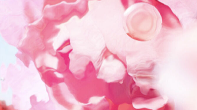 [Ingrediente visivo - ritaglio del fiore di rosa]