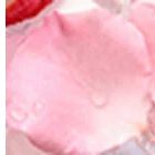 Ingredient visual - cropping on rose petals