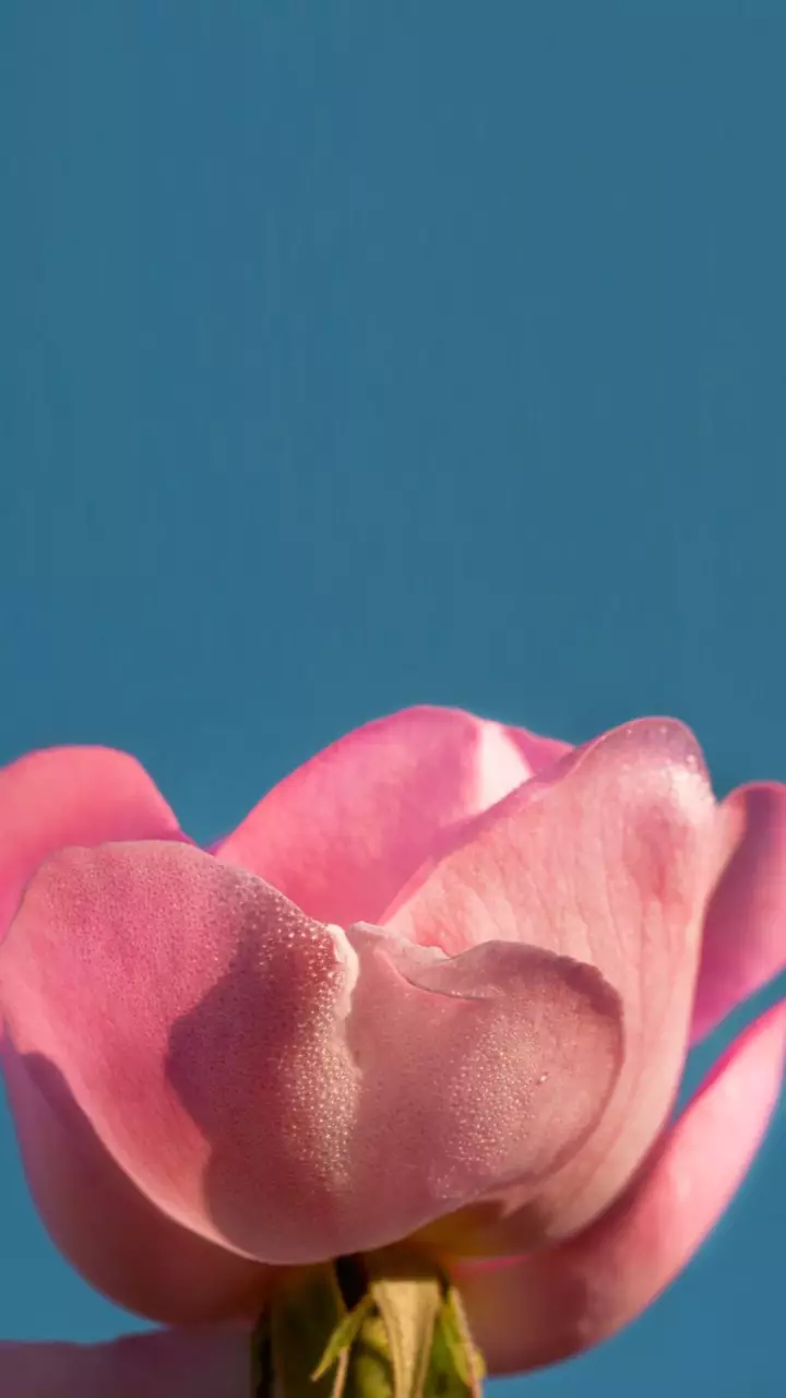 rosa