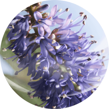 Fiori blu violacei in primo piano, con sfondo sfocato, evocano un'atmosfera di tranquillita e bellezza naturale.