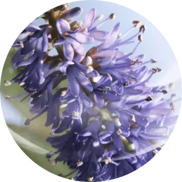 Fiori blu violacei in primo piano, con sfondo sfocato, evocano un'atmosfera di tranquillita e bellezza naturale.