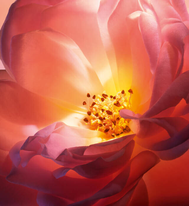 Alt text: "Fioritura di una rosa con petali dai toni rosa e arancioni, al centro un gruppo di stami gialli."