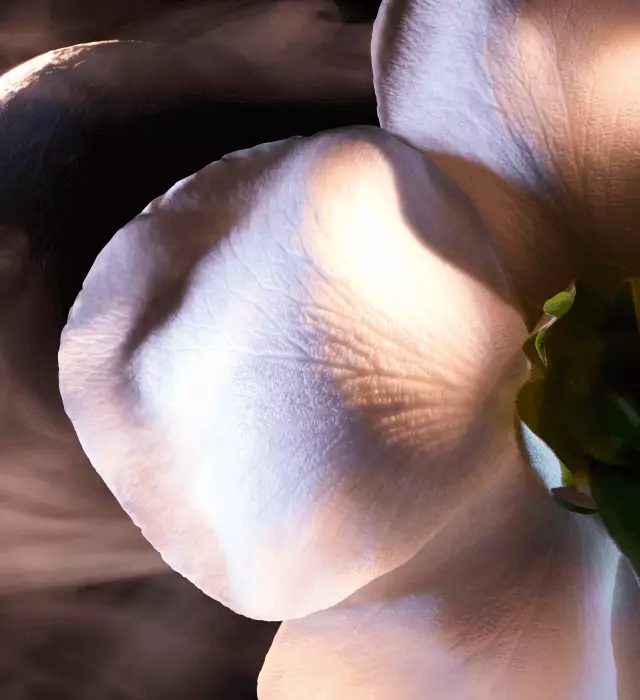 Alt text: "Dettaglio di un petalo di fiore illuminato, con sfumature di bianco e verde."