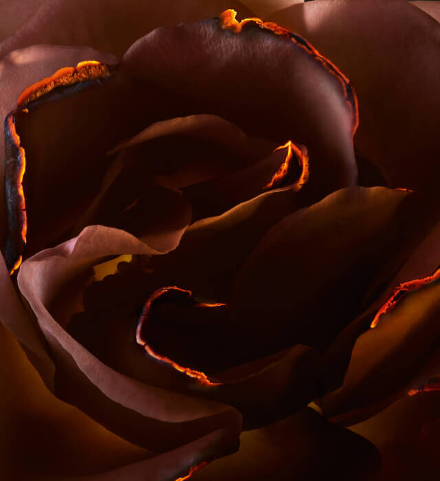 Close-up di una rosa con petali di tonalita marrone scuro e venature arancioni luminosi, creando un effetto suggestivo e affascinante.