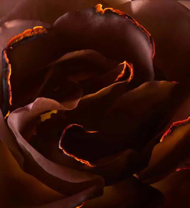 Close-up di una rosa con petali di tonalita marrone scuro e venature arancioni luminosi, creando un effetto suggestivo e affascinante.