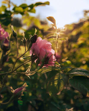 Gli impegni di Lancome