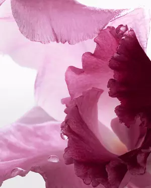 Illustrazione fragranza floreale Lancome
